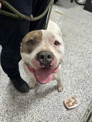 An adult large-sized male Mixed Breed dog named Oliver FKA Gravy for adoption in West Chester, PA