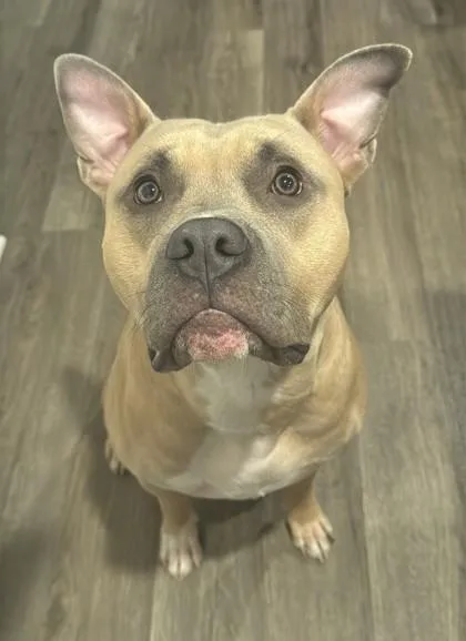 An adult large-sized male Mixed Breed dog named Stanley for adoption in Fairfax, VA