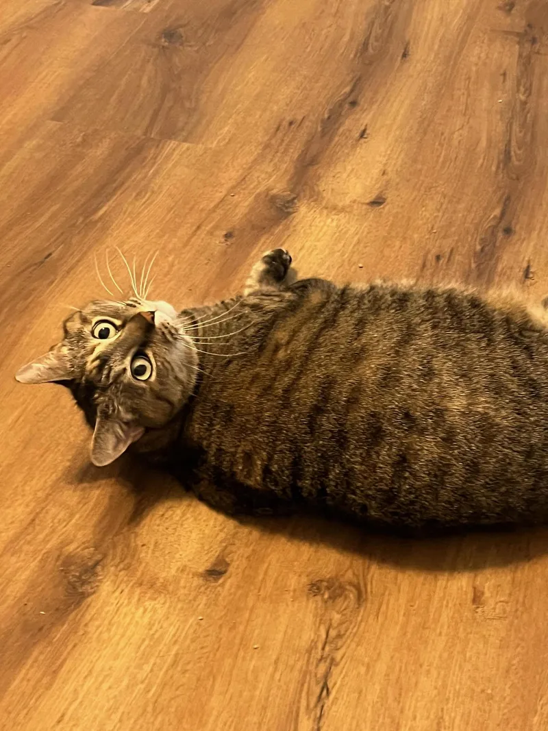 A senior large-sized female Tabby (Brown / Chocolate) Domestic Short Hair cat named Abby for adoption in Blaine, MN