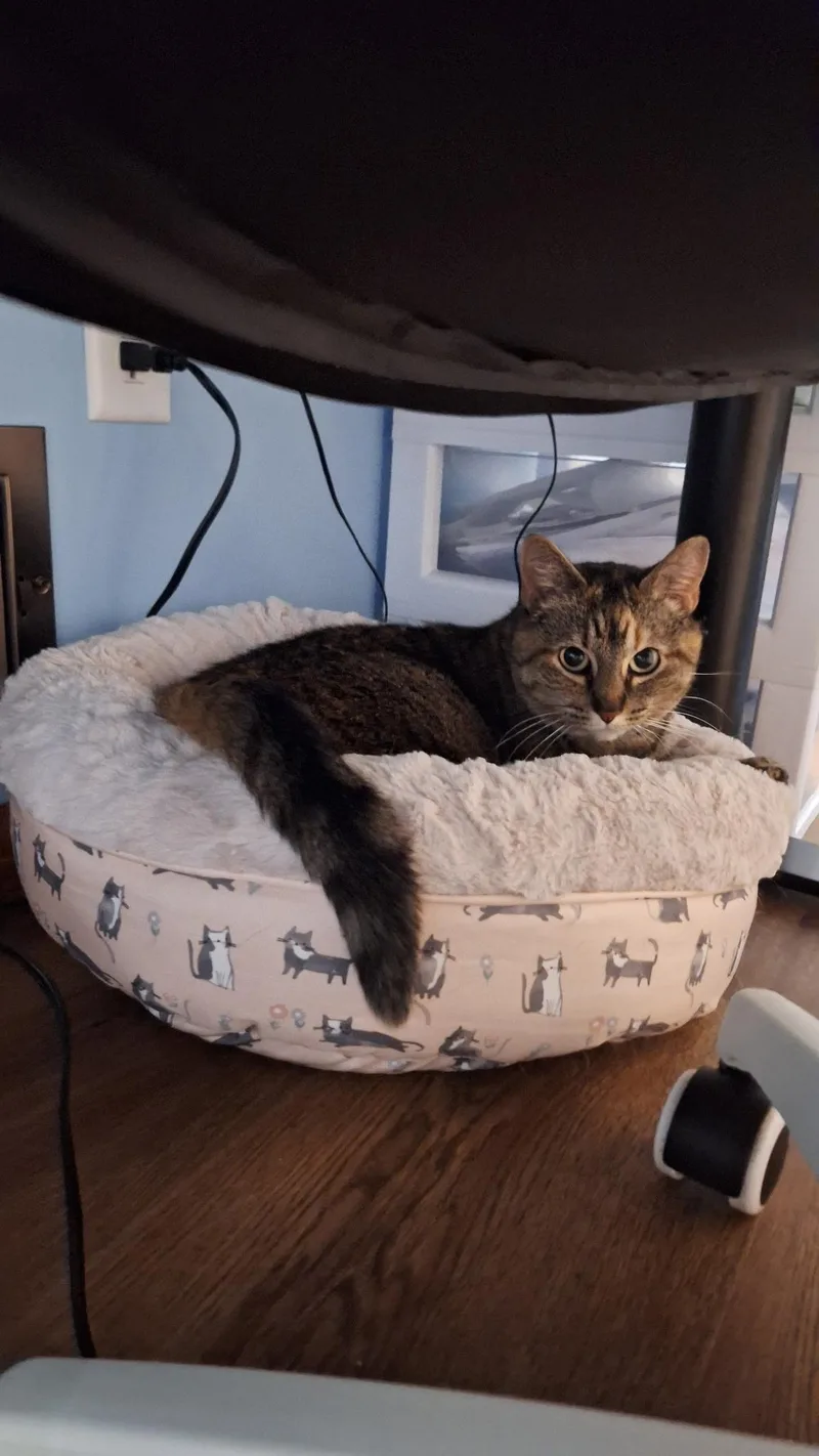 Abby thumbnail 2