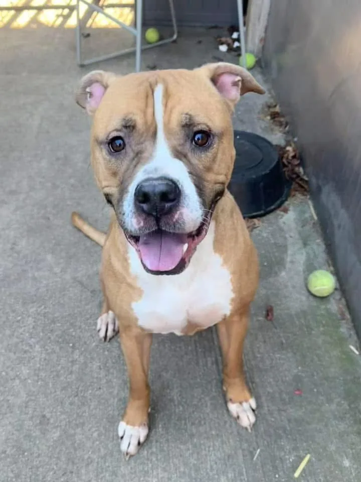 An adult medium-sized male Brown / Chocolate American Bulldog dog named Major for adoption in Chicago, IL
