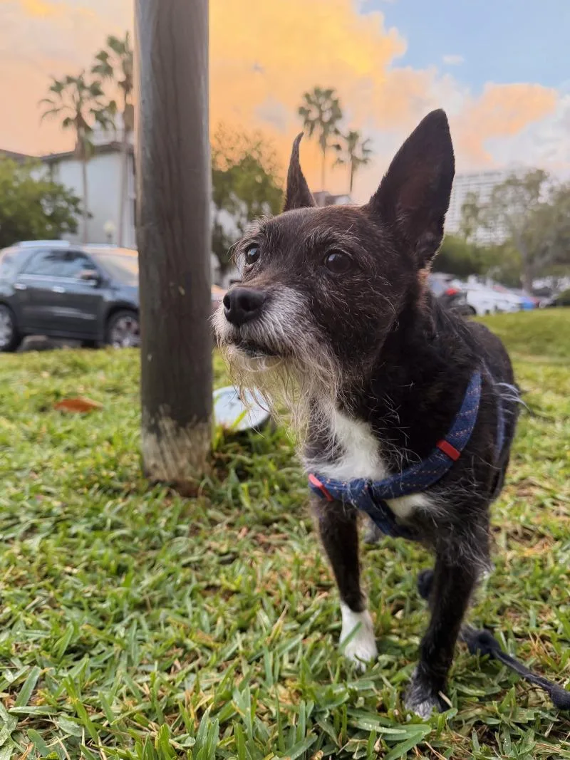 An adult medium-sized male Mixed Breed dog named Jax for adoption in Miami, FL