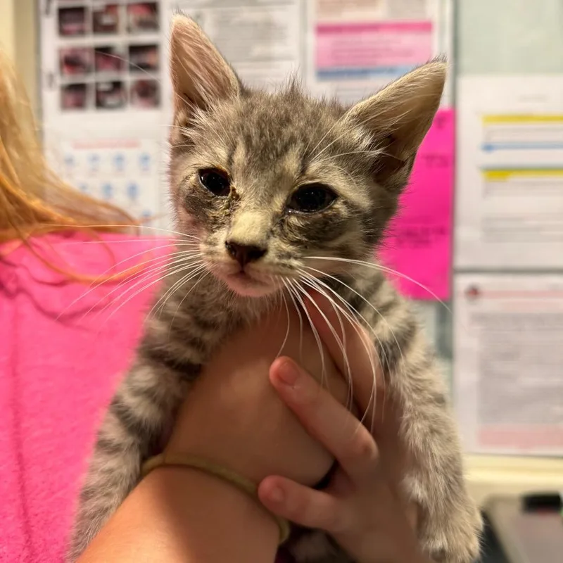 A baby small-sized female Gray / Blue / Silver Domestic Short Hair cat named Raphaella for adoption in Chattanooga, TN