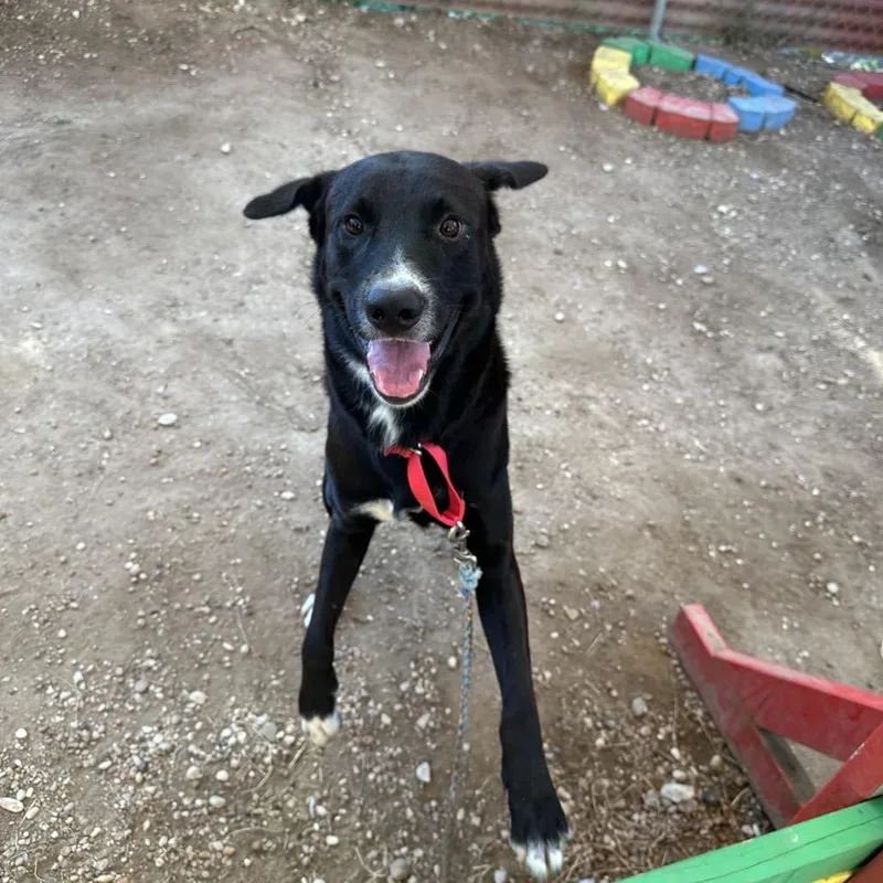 An adult medium-sized male Labrador Retriever dog named Chimmy Churry for adoption in Austin, TX