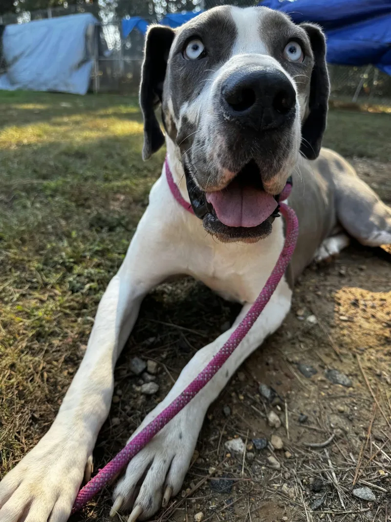 An adult extra large-sized female Great Dane dog named Feta for adoption in Orange, VA