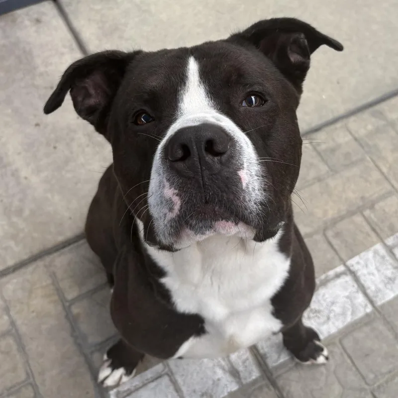 An adult large-sized male American Staffordshire Terrier dog named Gpa for adoption in Los Angeles, CA