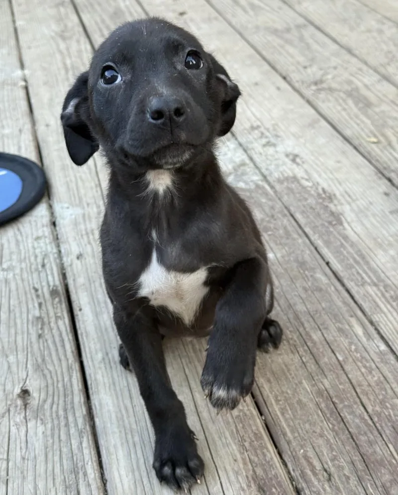 A baby small-sized female Pit Bull Terrier dog named Chaos for adoption in Stahlstown, PA
