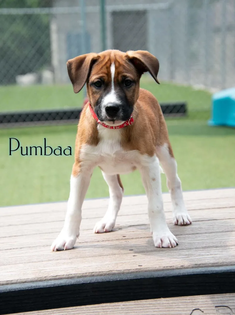 A baby large-sized male Tricolor (Brown, Black, & White) Boxer dog named Pumbaa for adoption in Mechanicsburg, PA