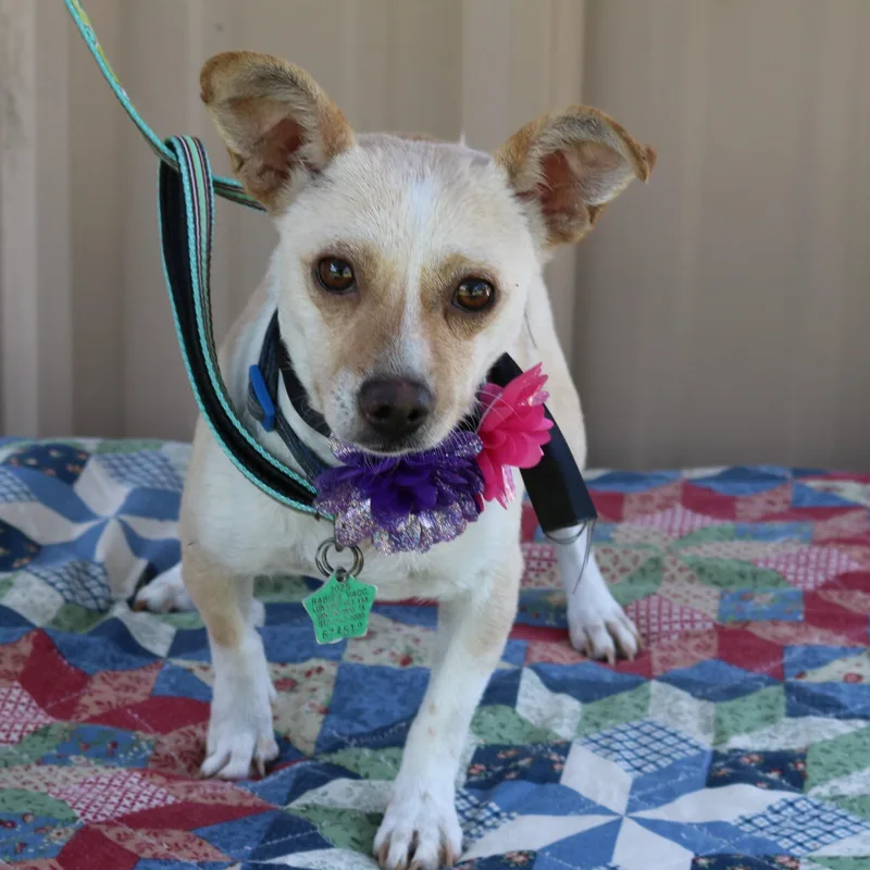 A young small-sized female Yellow / Tan / Blond / Fawn Chihuahua dog named Layla for adoption in Bandera, TX