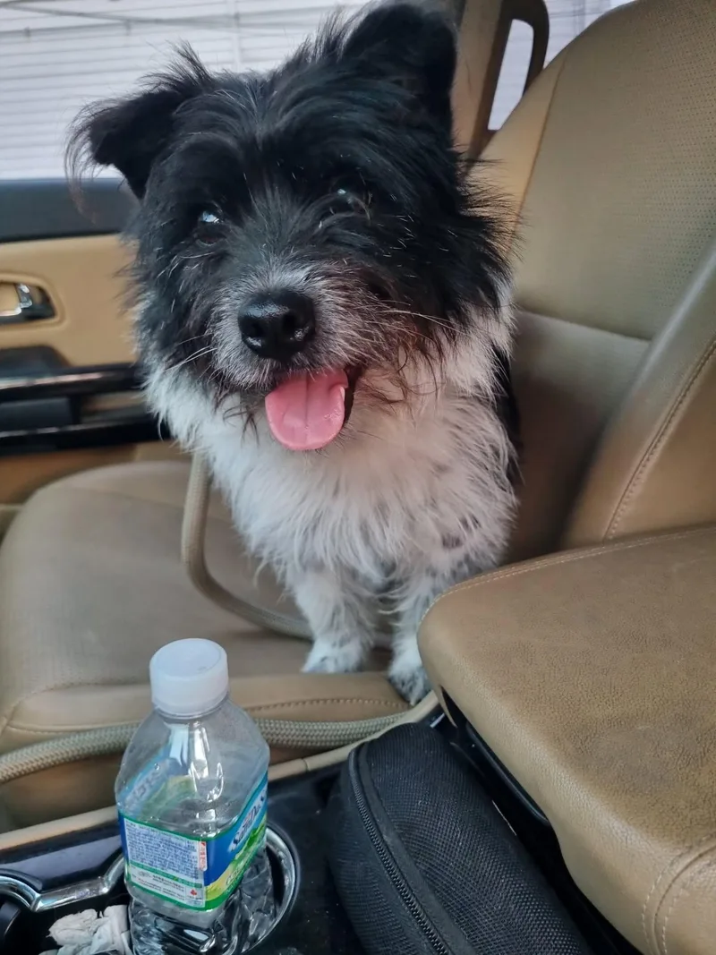 A baby small-sized male Terrier dog named Heart for adoption in Agoura Hills, CA