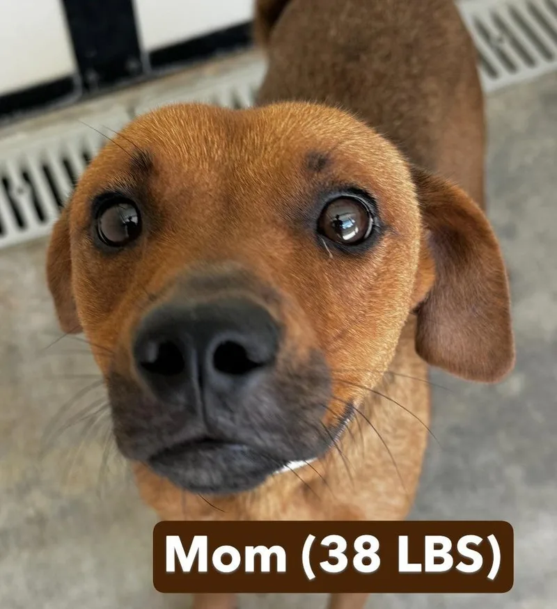 Baby Cookie thumbnail 3