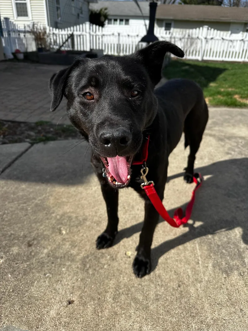 A young medium-sized male Black Black Labrador Retriever dog named Tree for adoption in Plainfield, IL