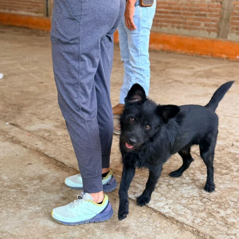Oso