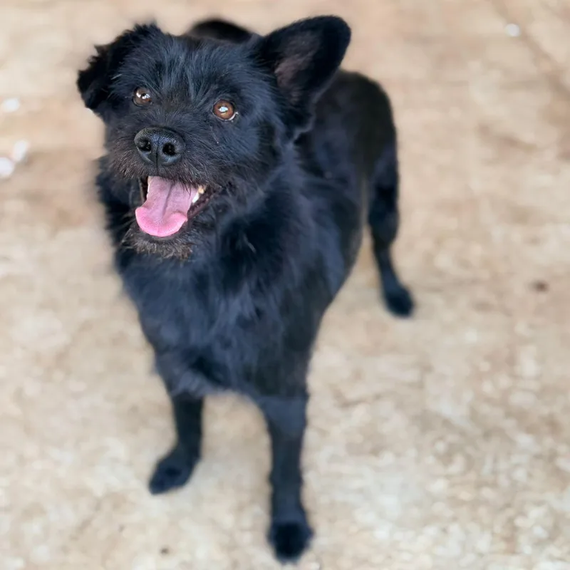 Oso thumbnail 2