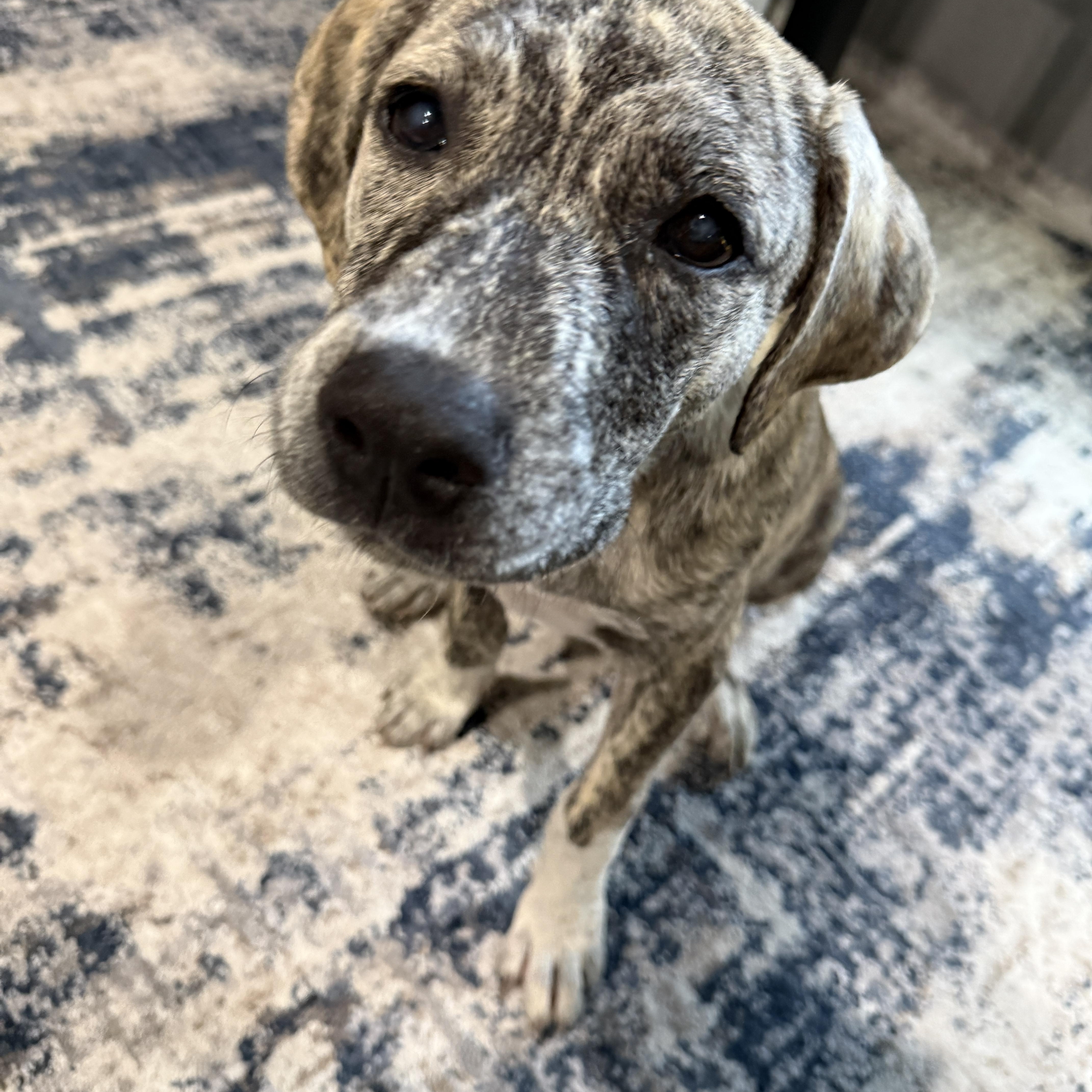 A baby large-sized female Pit Bull Terrier dog named Pretzel for adoption in Plano, TX
