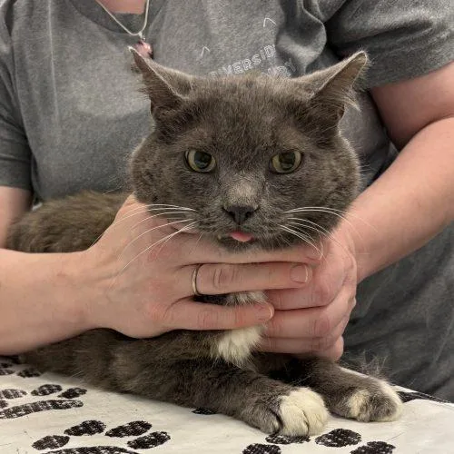 An adult medium-sized male Gray / Blue / Silver Russian Blue cat named Gandalf for adoption in Knoxville, TN
