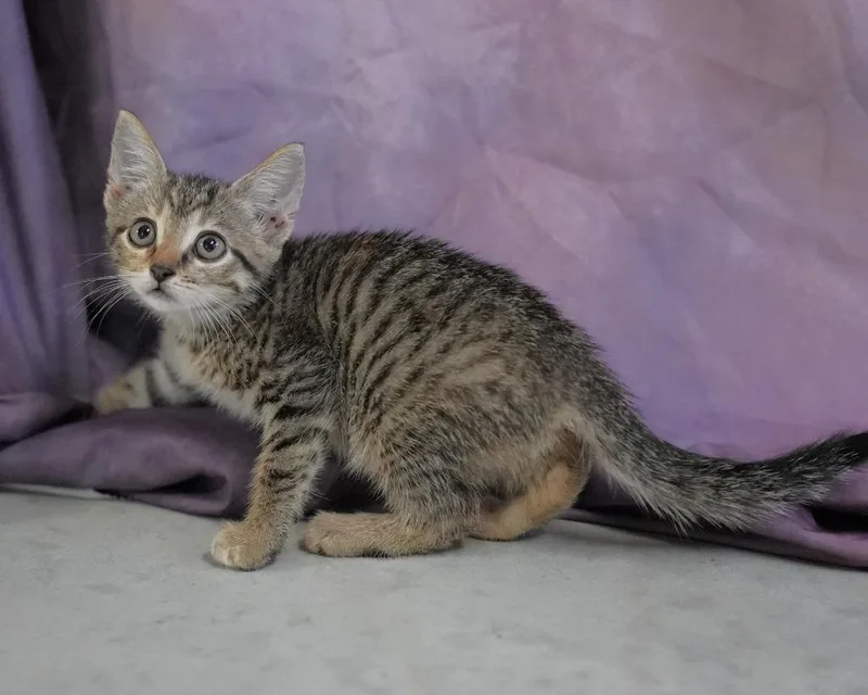 A baby medium-sized female Domestic Short Hair cat named Leaf for adoption in Springfield, GA