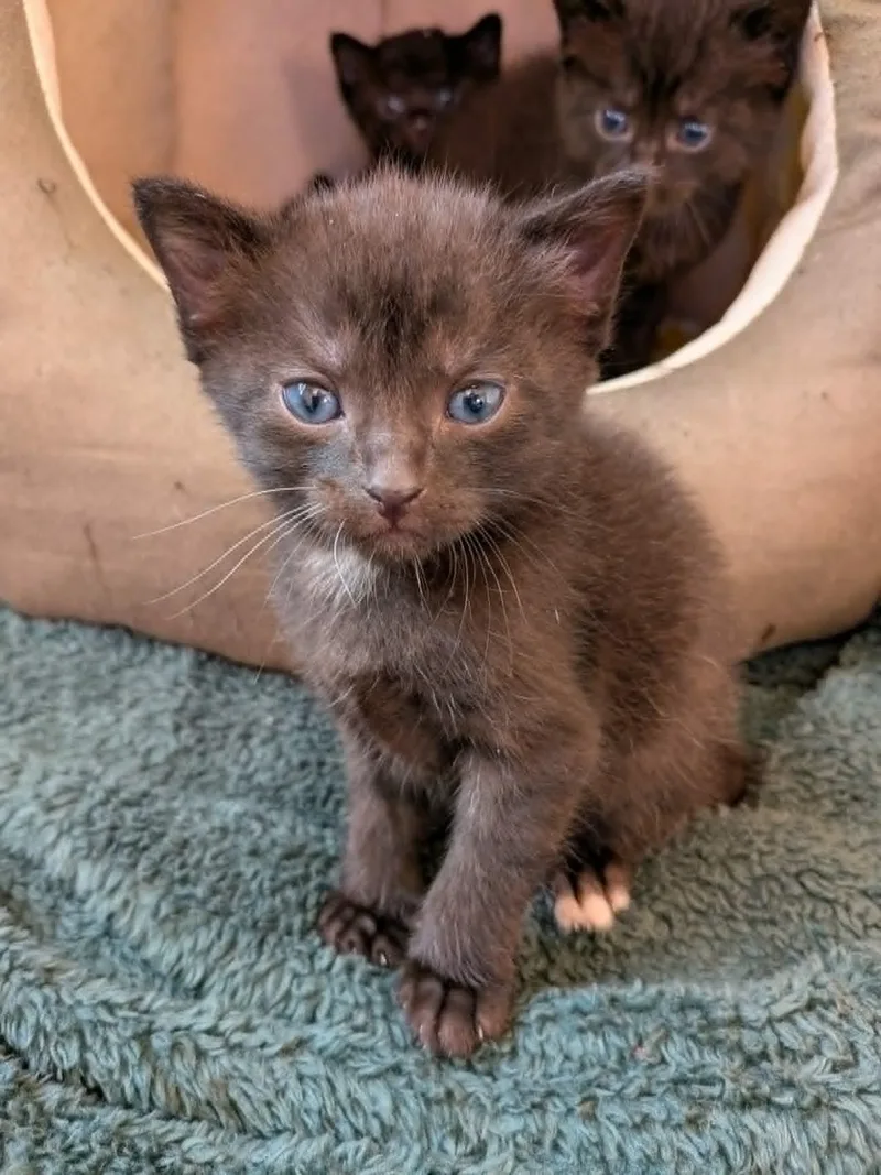 A baby medium-sized female Black American Shorthair cat named Luna for adoption in Wadsworth, IL