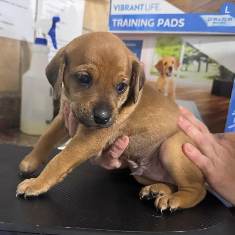 A baby medium-sized male Brown / Chocolate Basset Hound dog named Grumpy for adoption in Eureka Springs, AR