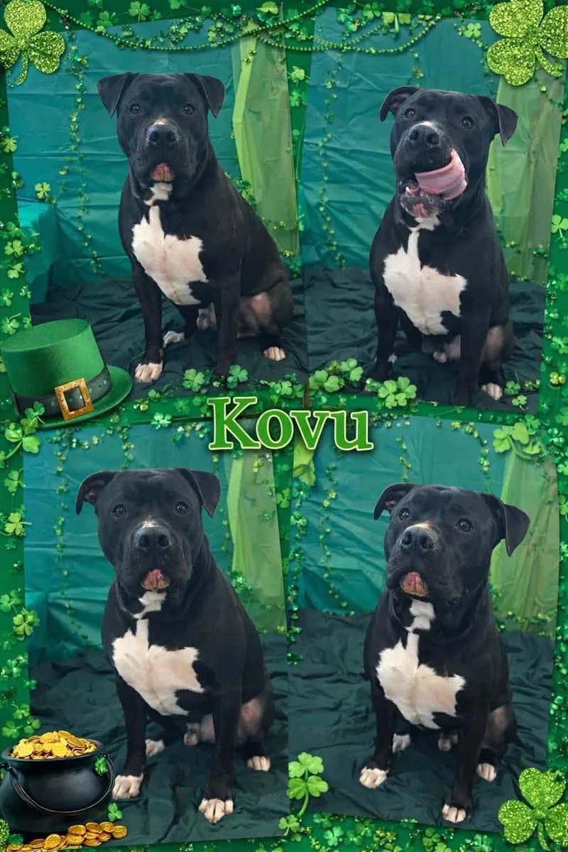 Kovu thumbnail 4