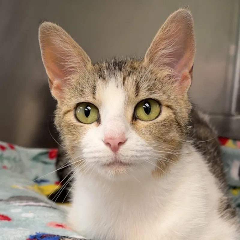 A young medium-sized female White Domestic Short Hair cat named Maple for adoption in Henderson, KY
