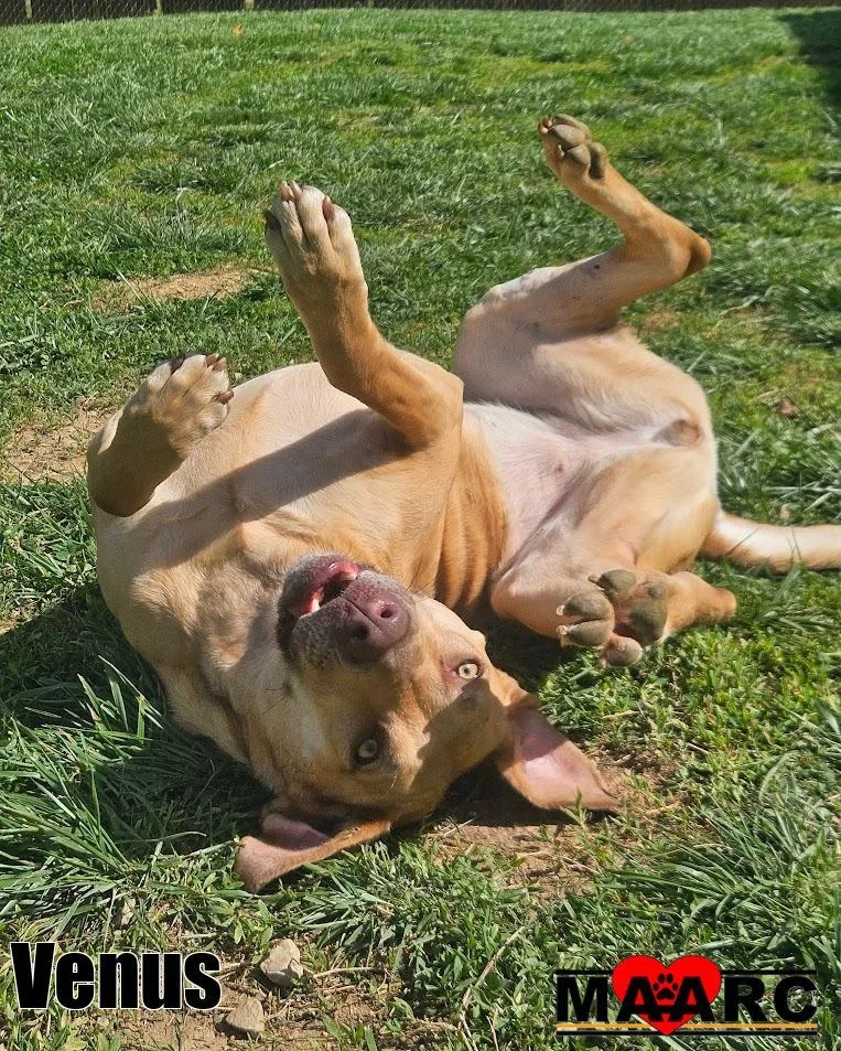 A young medium-sized female Labrador Retriever dog named Venus for adoption in Maryville, TN