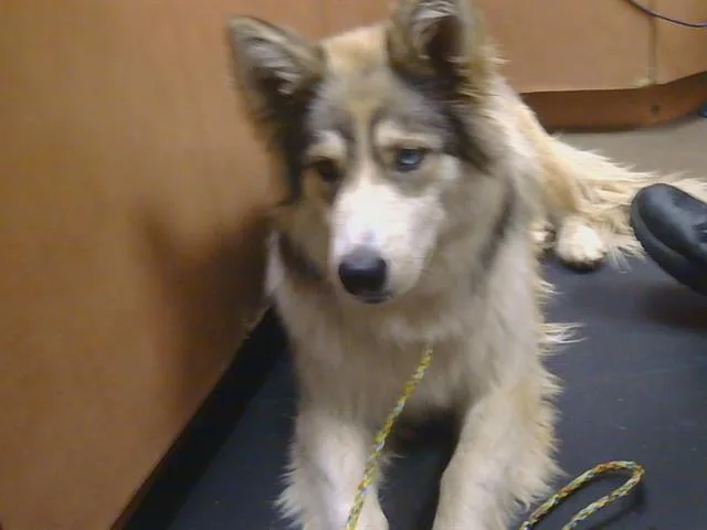 A young medium-sized female Siberian Husky dog named Clara for adoption in Sacramento, CA