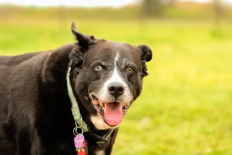 A senior large-sized female Mixed Breed dog named Raven for adoption in Houston, TX