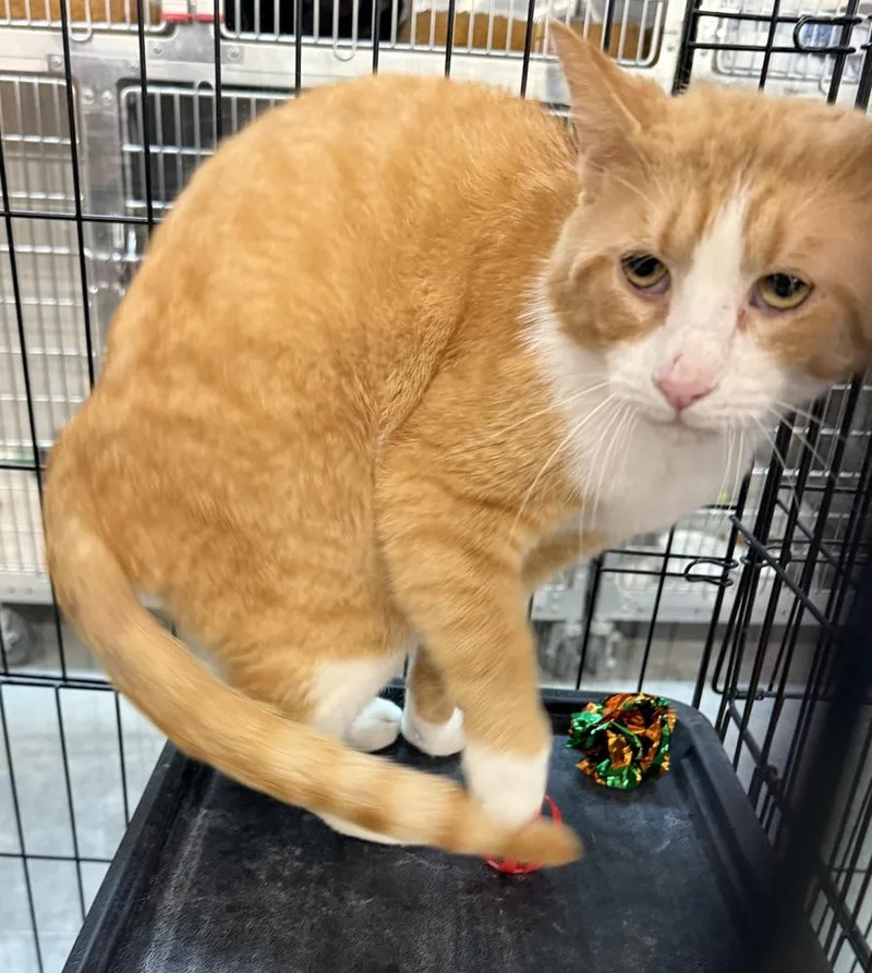 An adult large-sized male Orange & White Domestic Short Hair cat named Larry for adoption in Taylor, PA