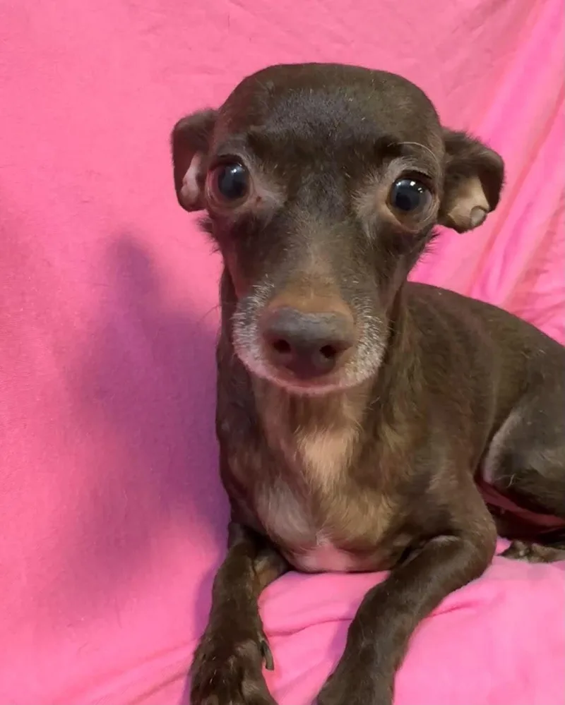 A young small-sized female Chihuahua dog named Tiny for adoption in Las Vegas, NV