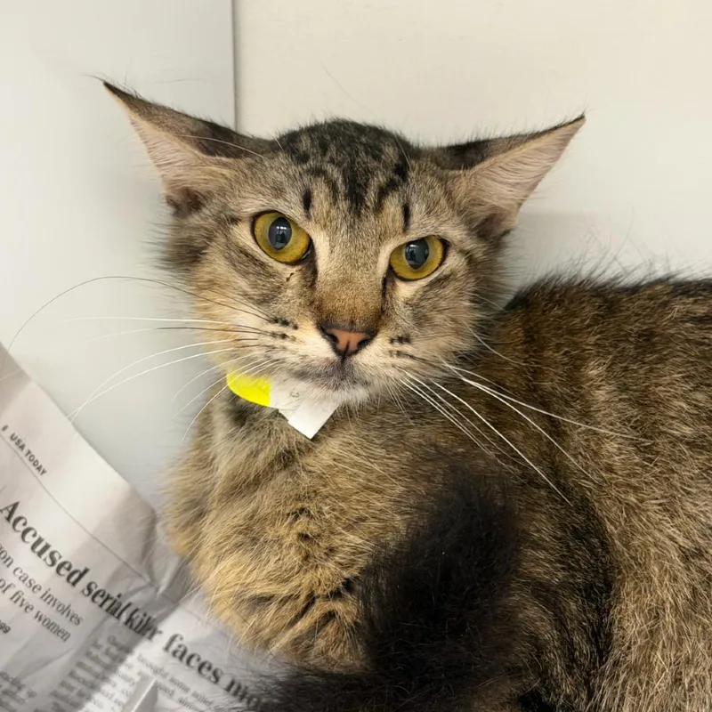 A young medium-sized female Brown / Chocolate Domestic Short Hair cat named Lyric for adoption in Marshall, TX