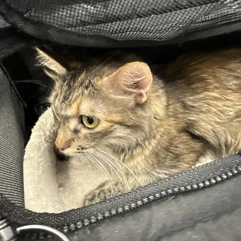 An adult small-sized female Brown / Chocolate Domestic Medium Hair cat named HACCStray for adoption in Henderson, NV