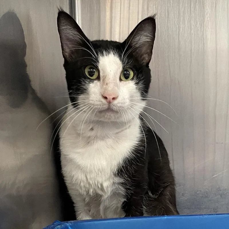 An adult medium-sized male Black Domestic Short Hair cat named Rocky for adoption in Port Charlotte, FL