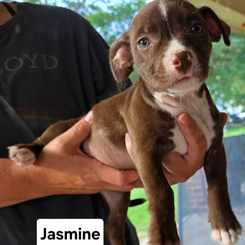 Jasmine