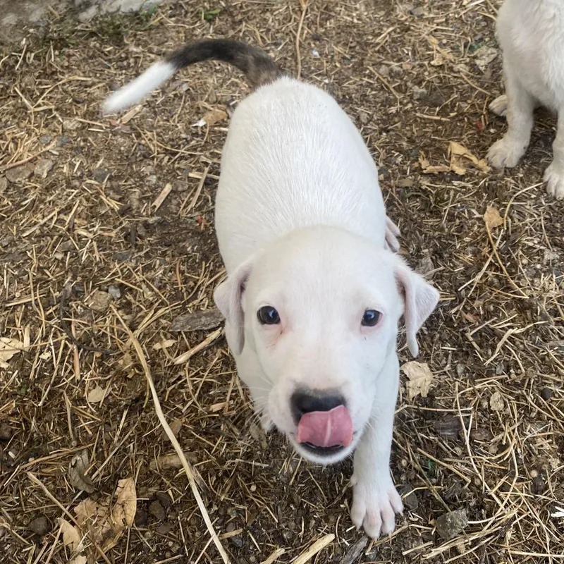 A baby medium-sized male White / Cream Cattle Dog dog named Buttercup for adoption in Escondido, CA