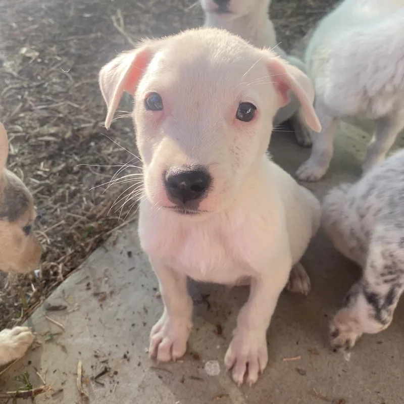 Buttercup thumbnail 2