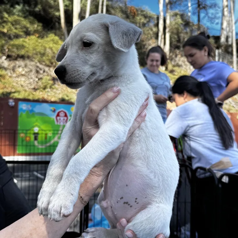 Buttercup thumbnail 4