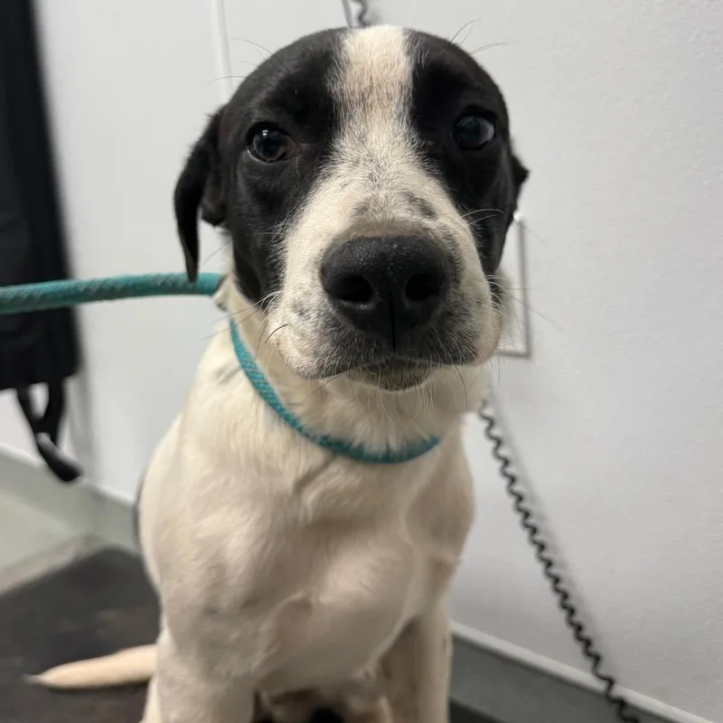A young medium-sized male Black Terrier dog named Rowlf for adoption in Abilene, TX