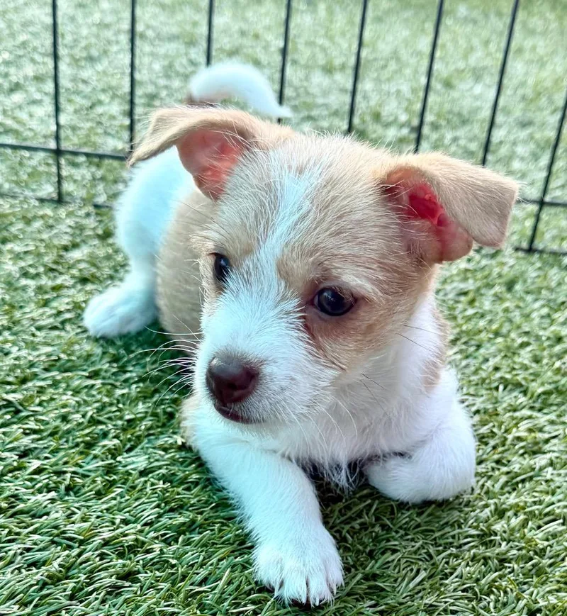 A baby small-sized female Chihuahua dog named Hattie for adoption in Cape Coral, FL