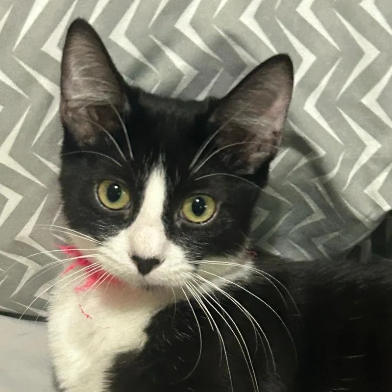 A young small-sized female Black & White / Tuxedo Domestic Short Hair cat named Kimber for adoption in Orange, CA
