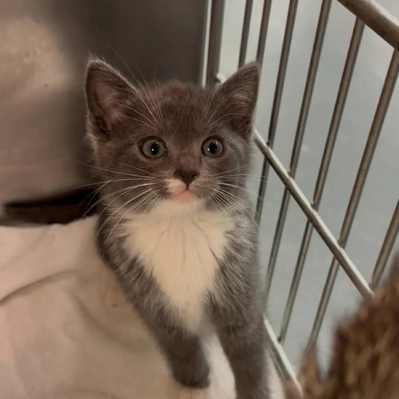 A baby small-sized female Gray / Blue / Silver Domestic Short Hair cat named Briar for adoption in Los Angeles, CA