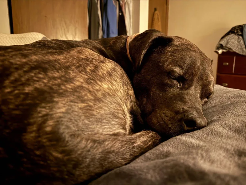 Ferris D thumbnail 3