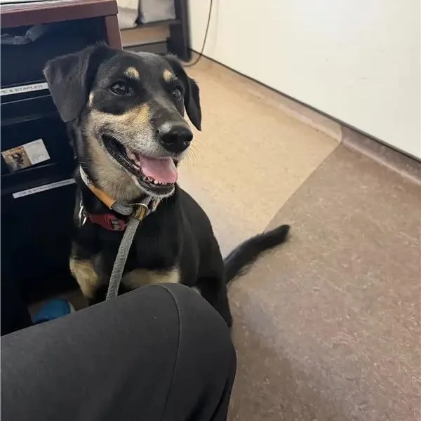 An adult medium-sized female Rottweiler dog named Annie for adoption in Saint Louis, MO