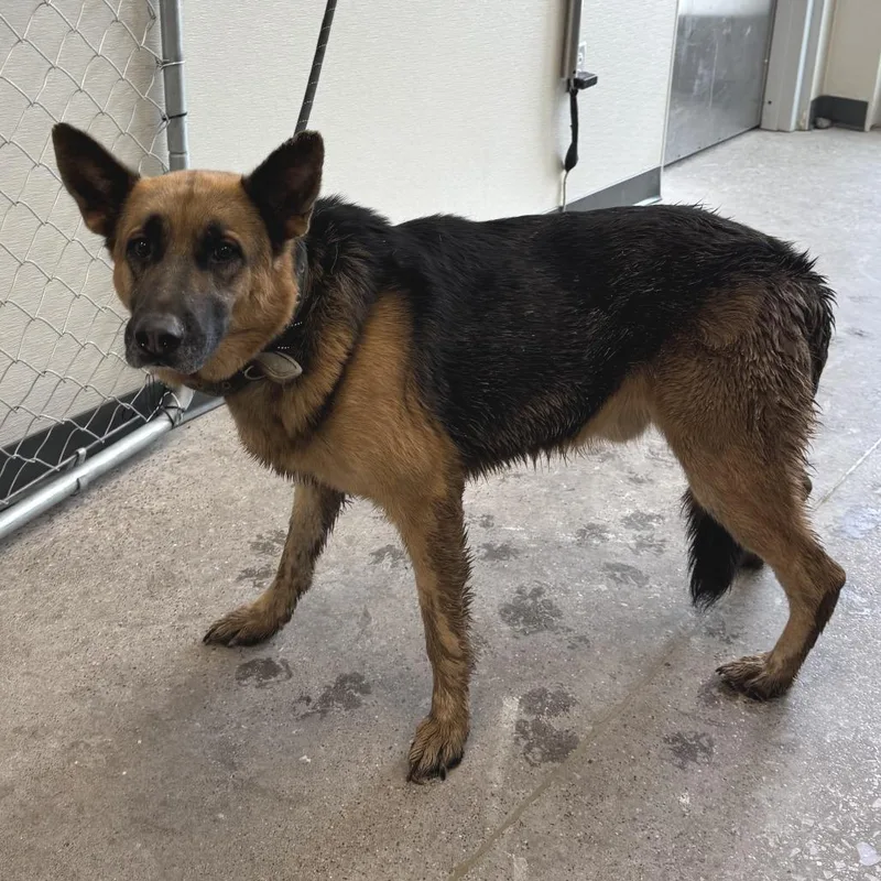 An adult large-sized male Yellow / Tan / Blond / Fawn Mixed Breed dog named Mr Peanut Butter for adoption in Las Cruces, NM