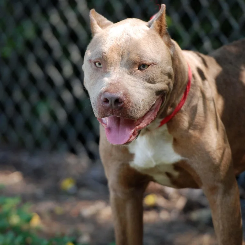 An adult large-sized male Yellow / Tan / Blond / Fawn American Bully dog named Atlas for adoption in Madisonville, TX