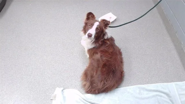 A young medium-sized male Australian Shepherd dog named Duffy for adoption in Omaha, NE
