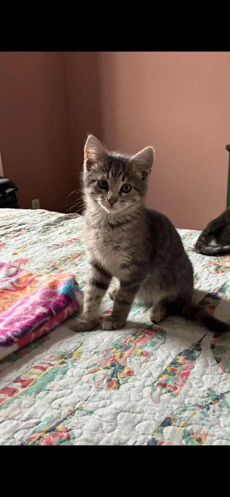 A baby medium-sized male Tabby (Gray / Blue / Silver) Tabby cat named Cloudy for adoption in Omaha, NE