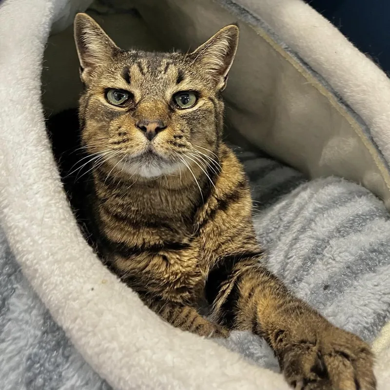 A senior large-sized female Black Domestic Short Hair cat named Tilly for adoption in Englewood, FL