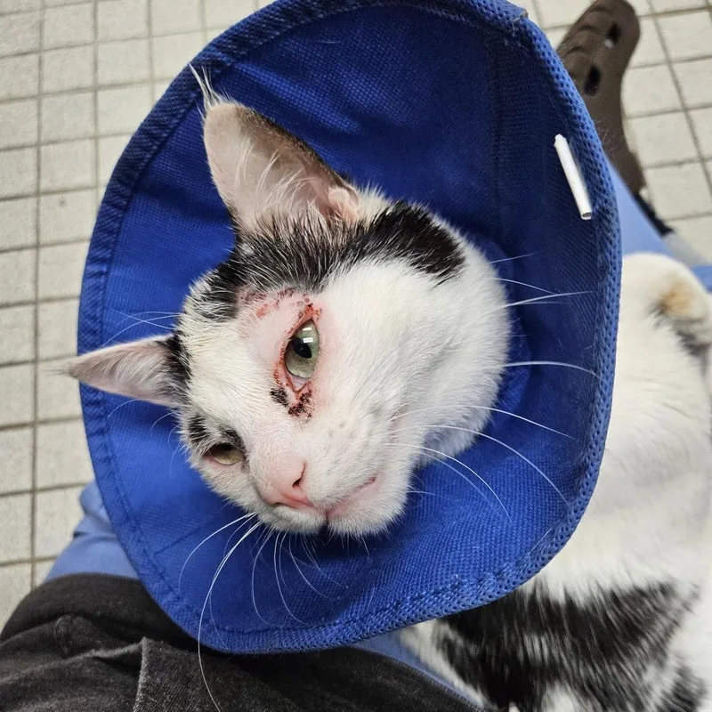 An adult medium-sized male White Domestic Short Hair cat named Ziggy for adoption in New York, NY