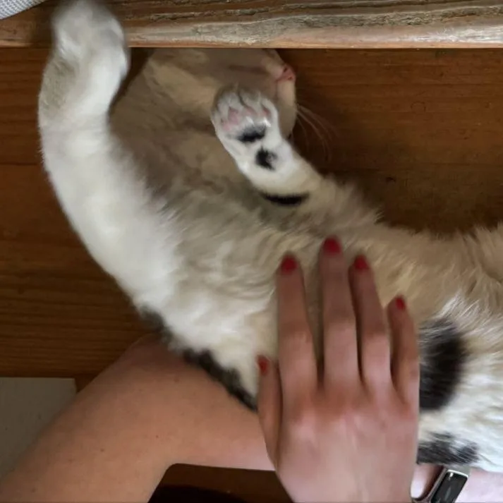 Ziggy thumbnail 3
